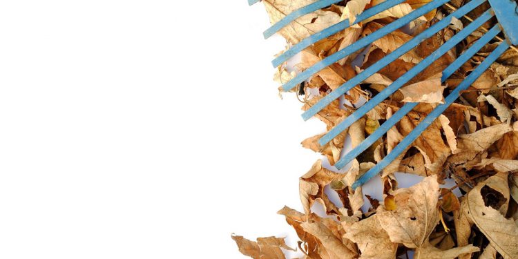 Leaf Collection Begins Oct 18