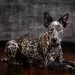 Fraternal Eagles Raise Money for SparKy Rescue