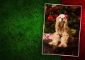 Dream Copy Taking Christmas Pet Portraits