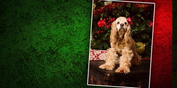 Dream Copy Taking Christmas Pet Portraits
