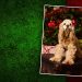 Dream Copy Taking Christmas Pet Portraits