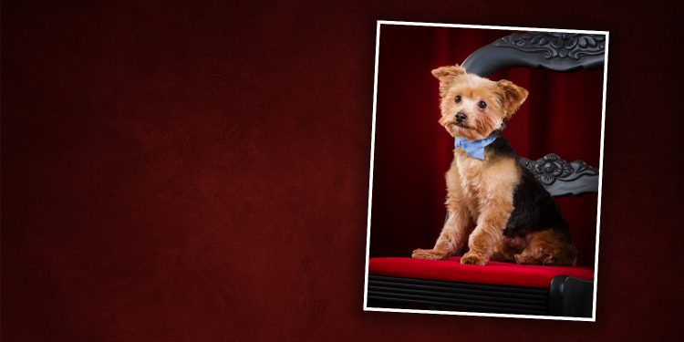 Be My BowWowentine Portrait Event for SparKY