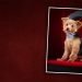 Be My BowWowentine Portrait Event for SparKY