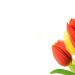 A Heart for Service: The Volunteers of Hospice