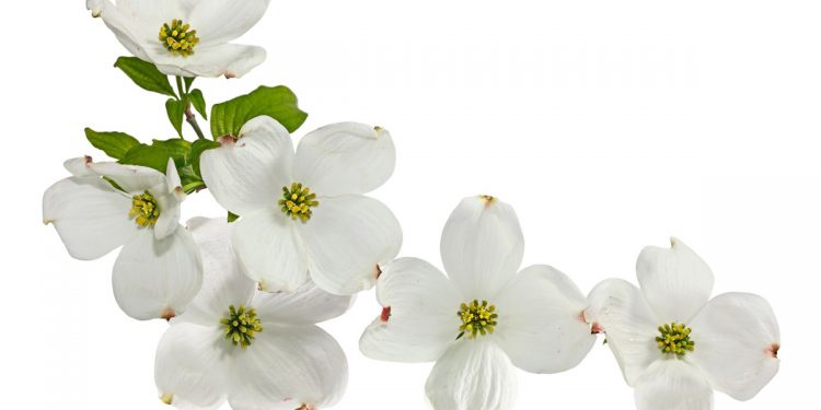 Free Trees for Dogwood-Azalea Neighborhood Residents