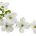 Free Trees for Dogwood-Azalea Neighborhood Residents
