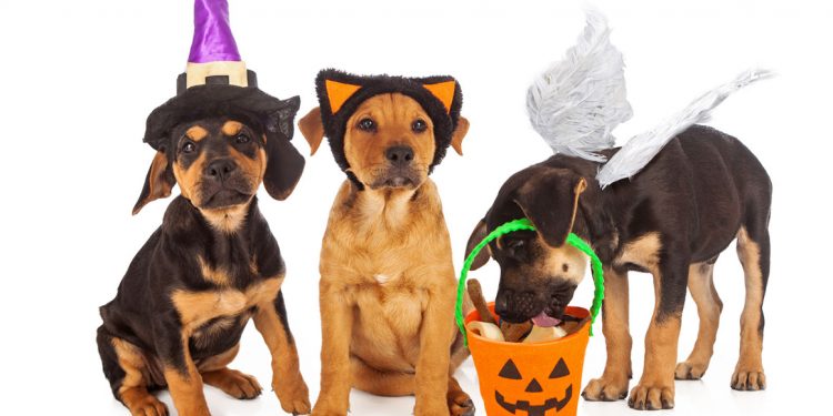 Owensboro West Tractor Supply Company Store to Host Halloween Pet Photo Event