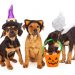 Owensboro West Tractor Supply Company Store to Host Halloween Pet Photo Event