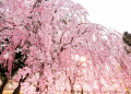 Weeping  Cherry Trees  Are Worth  Celebrating