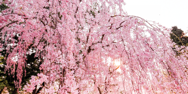 Weeping  Cherry Trees  Are Worth  Celebrating