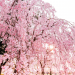 Weeping  Cherry Trees  Are Worth  Celebrating