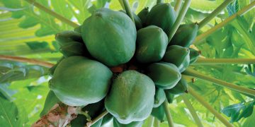 Pawpaws