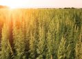 Field of lush green hemp plants with the orange sun setting behind it.