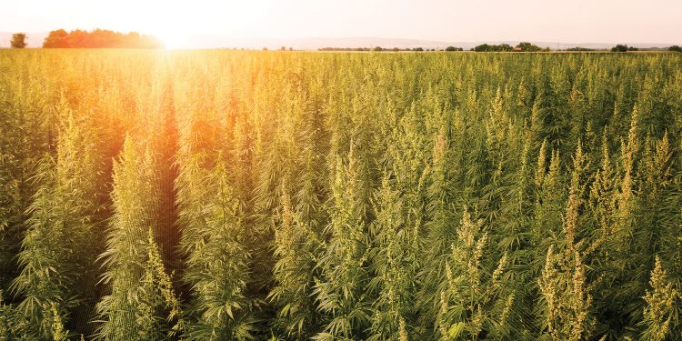 Field of lush green hemp plants with the orange sun setting behind it.