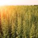 Field of lush green hemp plants with the orange sun setting behind it.