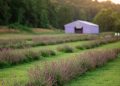 Purple bushels of lavender line the field in front of a purple barn.