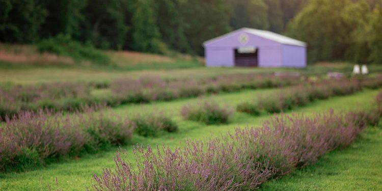 Purple bushels of lavender line the field in front of a purple barn.