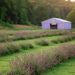 Purple bushels of lavender line the field in front of a purple barn.