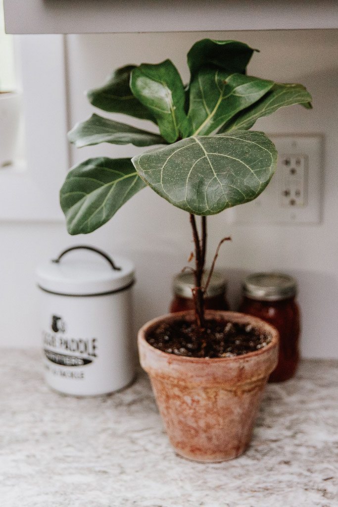 Green plants add color to the neutral color scheme.