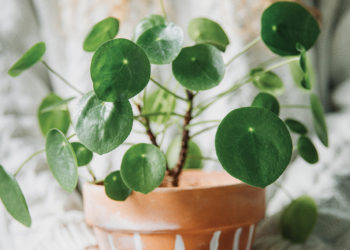 Bringing the Outdoors In