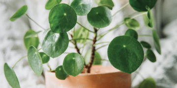 Bringing the Outdoors In